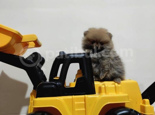 Teacup Pomeranian Boo Dişi Bebekler görsel
