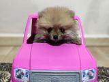 Teacup Pomeranian Boo Dişi Bebekler