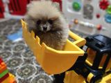 Teacup Pomeranian Boo Dişi Bebekler