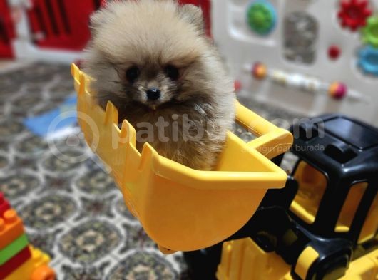 Teacup Pomeranian Boo Dişi Bebekler görsel