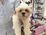 Toparlak Shih Tzu Bebekler