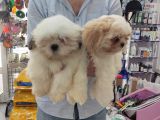 Toparlak Shih Tzu Bebekler