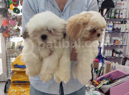 Toparlak Shih Tzu Bebekler