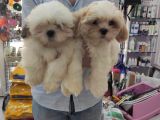 Toparlak Shih Tzu Bebekler
