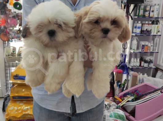 Toparlak Shih Tzu Bebekler görsel