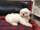Toparlak Shih Tzu Bebekler