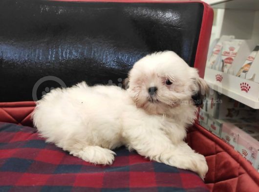 Toparlak Shih Tzu Bebekler görsel