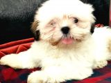Toparlak Shih Tzu Bebekler