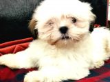 Toparlak Shih Tzu Bebekler