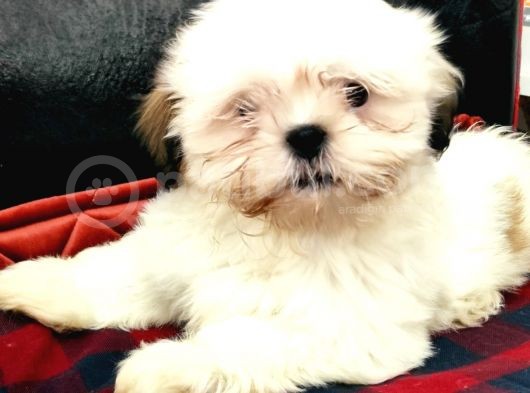 Toparlak Shih Tzu Bebekler görsel