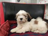 Toparlak Shih Tzu Bebekler