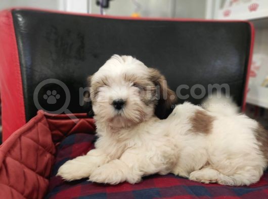 Toparlak Shih Tzu Bebekler görsel