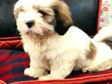Toparlak Shih Tzu Bebekler