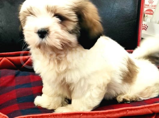 Toparlak Shih Tzu Bebekler görsel