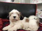 Toparlak Shih Tzu Bebekler