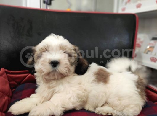 Toparlak Shih Tzu Bebekler görsel