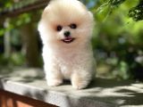Gülen Surat Pomeranian Boo Oğlumuz Mike