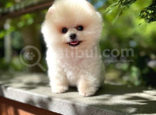 Gülen Surat Pomeranian Boo Oğlumuz Mike görsel
