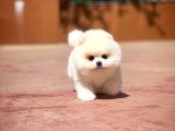 Gülen Surat Pomeranian Boo Oğlumuz Mike