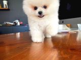 Gülen Surat Pomeranian Boo Oğlumuz Mike