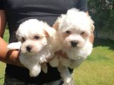 Bembeyaz Maltese Terrier Bebek