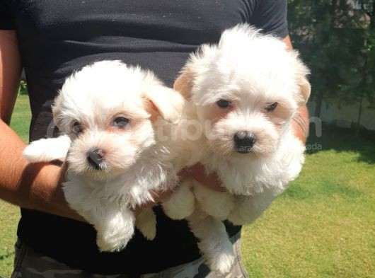 Bembeyaz Maltese Terrier Bebek görsel