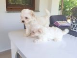Bembeyaz Maltese Terrier Bebek