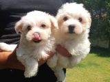 Bembeyaz Maltese Terrier Bebek