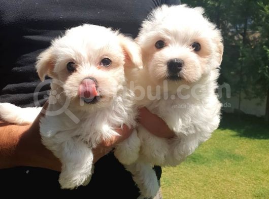 Bembeyaz Maltese Terrier Bebek görsel