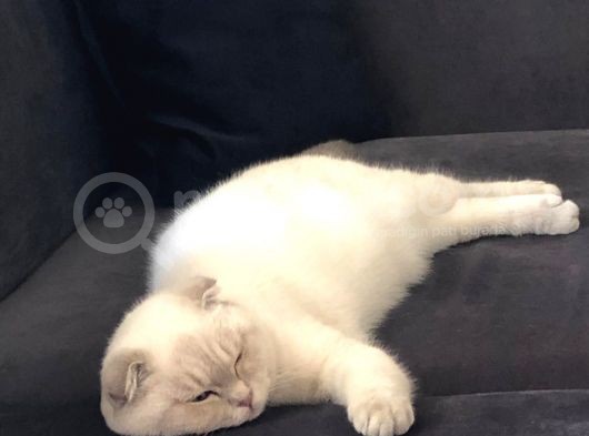 Muhteşem Güzelli̇kte Scotti̇sh Si̇lver Poi̇nt Böylesi̇ Zor görsel