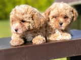 Mi̇ni̇ Boy Toy Poodle Bebekleri̇mi̇z