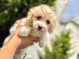 2.5 Aylık Erkek Ve Di̇şi̇ Malti̇poo Yavrular