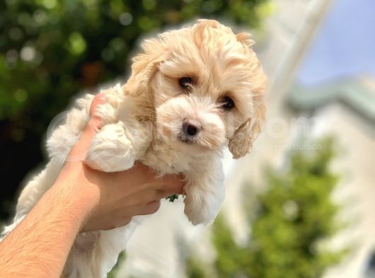 2.5 Aylık Erkek Ve Di̇şi̇ Malti̇poo Yavrular görsel