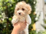 2.5 Aylık Erkek Ve Di̇şi̇ Malti̇poo Yavrular