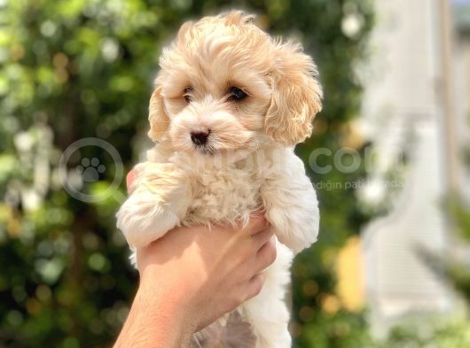 2.5 Aylık Erkek Ve Di̇şi̇ Malti̇poo Yavrular görsel