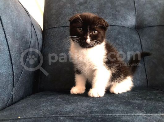 Nadir Black Ve Tabby Scottish Fold Yavru