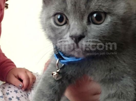 2 Aylık Anne Yanından Yeni̇ Ayrılmış Erkek Yavru