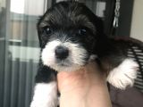 Terrier Yavrular Yeni Evlerine Gitmeye Hazırlar