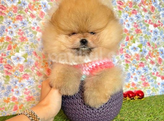 Safkan Pomeranian Boo Yavrularımız görsel