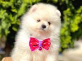 Safkan Pomeranian Boo Yavrularımız