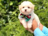 Yavru Maltipoo