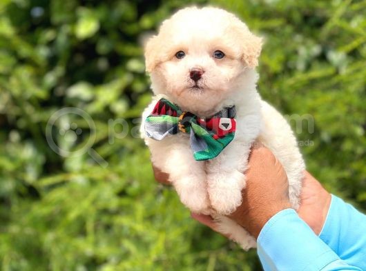 Yavru Maltipoo