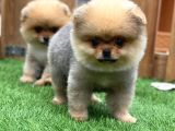 Teddy Bear Pomerani̇an Boo Yavrular