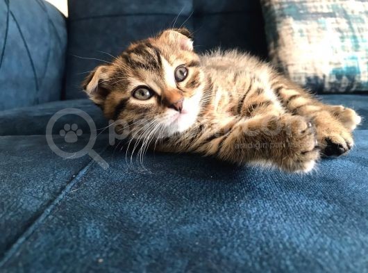 Nadir Black Ve Tabby Scottish Fold Yavru görsel