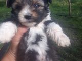 Morkie Bebekler Yeni Ailesini Arıyor