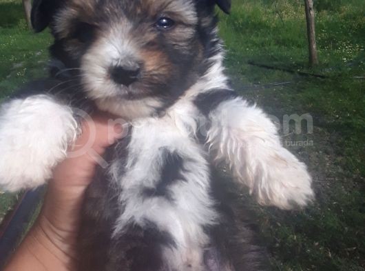 Morkie Bebekler Yeni Ailesini Arıyor görsel