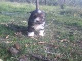 Morkie Bebekler Yeni Ailesini Arıyor