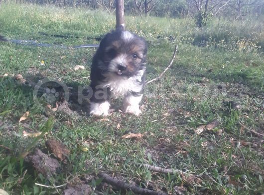 Morkie Bebekler Yeni Ailesini Arıyor görsel