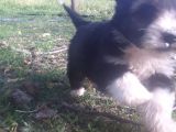 Morkie Bebekler Yeni Ailesini Arıyor