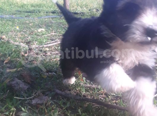Morkie Bebekler Yeni Ailesini Arıyor görsel